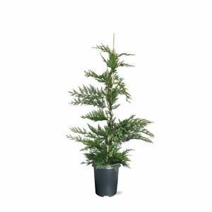 Cupressocyparis leylandii 175/200 KL. - afbeelding 6