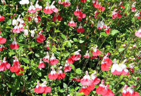 Salvia microphylla 'Hot Lips' P9 - afbeelding 2