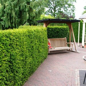 Taxus baccata 120/140 KL. - afbeelding 2