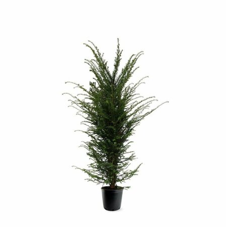 Taxus baccata 120/140 KL. - afbeelding 15