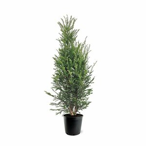 Taxus baccata 120/140 KL. - afbeelding 34