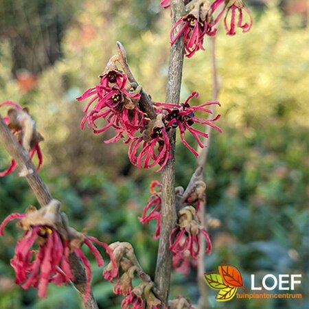 Hamamelis int. 'Feuerzauber' 80/100 C. - afbeelding 1