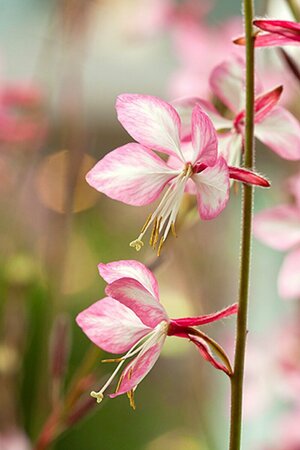 Gaura lindheimeri 'Rosy Jane' P9 - afbeelding 3