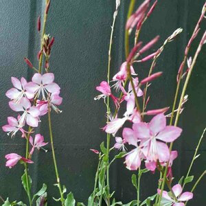 Gaura lindheimeri 'Rosy Jane' P9