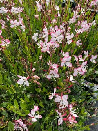Gaura lindheimeri 'Rosy Jane' P9 - afbeelding 4