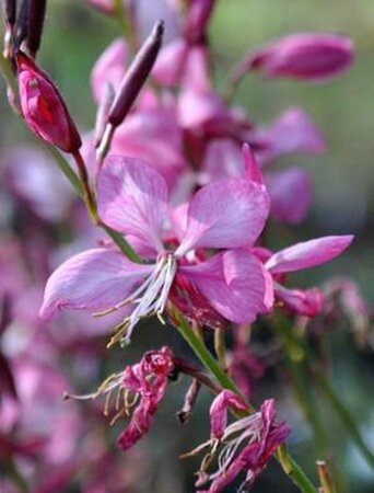 Gaura lindheimeri 'Rosy Jane' P9 - afbeelding 5