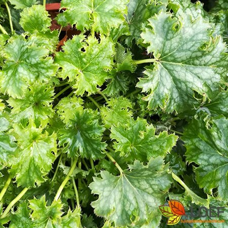 Heuchera 'Apple Crisp' C2