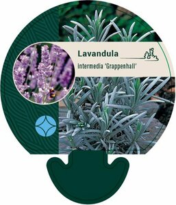 Lavandula int. 'Grappenhall' C2