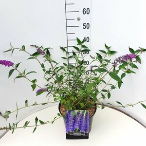 Buddleja davidii 'Empire Blue' C2 - afbeelding 4