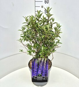 Buddleja davidii 'Empire Blue' C2 - afbeelding 6