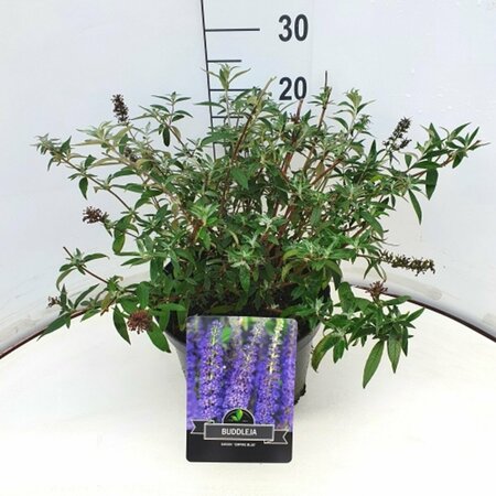 Buddleja davidii 'Empire Blue' C2 - afbeelding 5