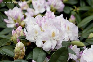 Rhododendron 'Gomer Waterer' 40/50 C.