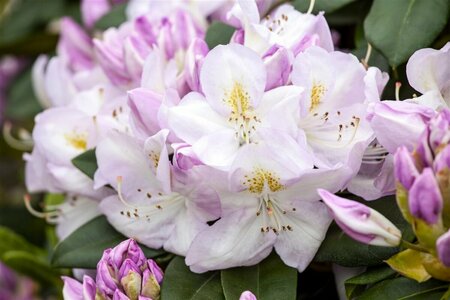 Rhododendron 'Gomer Waterer' 40/50 C. - afbeelding 3