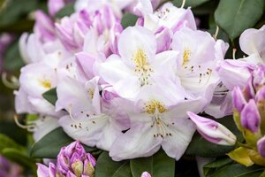 Rhododendron 'Gomer Waterer' 40/50 C. - afbeelding 3