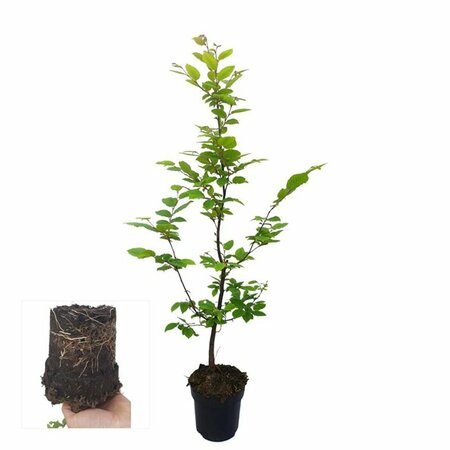 Carpinus betulus 60/80 W. - afbeelding 16