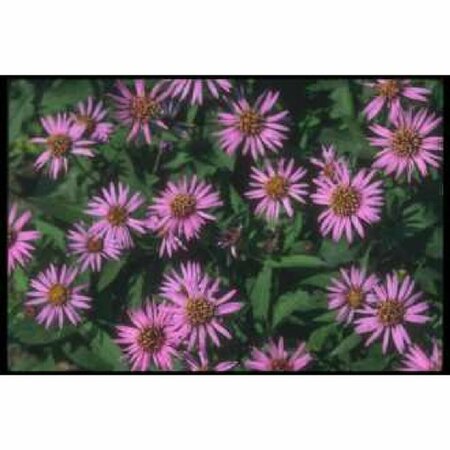 Aster n.-b. 'Marie Ballard' P9 - afbeelding 5