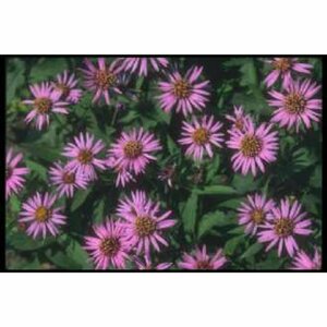 Aster n.-b. 'Marie Ballard' P9 - afbeelding 5