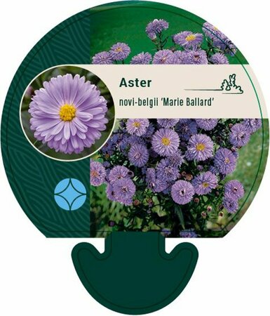 Aster n.-b. 'Marie Ballard' P9 - afbeelding 4
