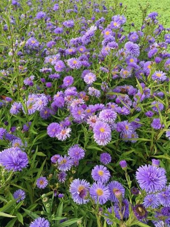 Aster n.-b. 'Marie Ballard' P9 - afbeelding 2