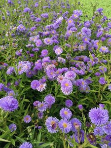 Aster n.-b. 'Marie Ballard' P9 - afbeelding 2