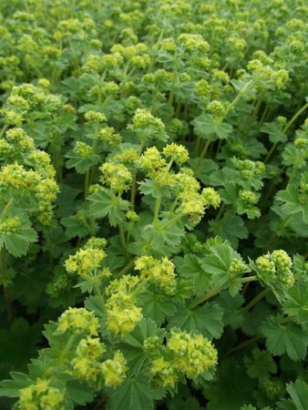 Alchemilla erythropoda P9 - afbeelding 2