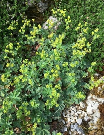 Alchemilla erythropoda P9 - afbeelding 4