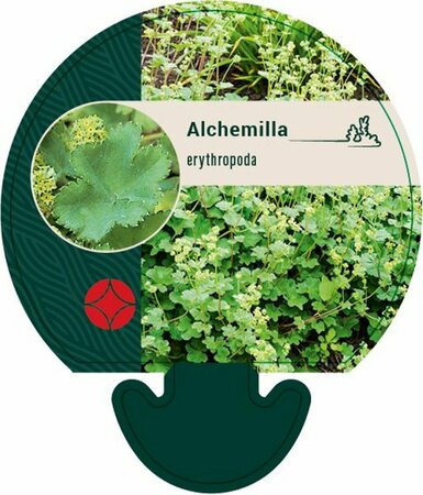Alchemilla erythropoda P9 - afbeelding 3
