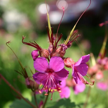 Geranium macrorrhizum 'Czakor' P9 - afbeelding 7