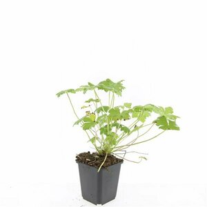 Geranium macrorrhizum 'Czakor' P9 - afbeelding 2