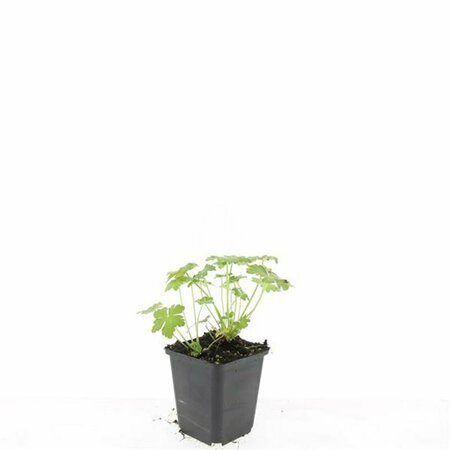 Geranium macrorrhizum 'Czakor' P9 - afbeelding 10