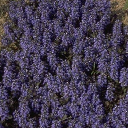 Ajuga reptans 'Atropurpurea' P9 - afbeelding 3