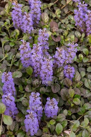 Ajuga reptans 'Atropurpurea' P9 - afbeelding 9
