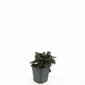 Ajuga reptans 'Atropurpurea' P9 - afbeelding 8