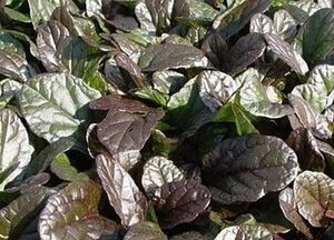 Ajuga reptans 'Atropurpurea' P9 - afbeelding 2
