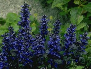 Ajuga reptans 'Atropurpurea' P9 - afbeelding 5