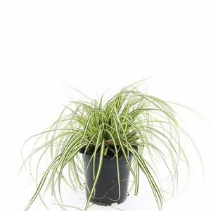 Carex oshimensis 'Evergold' P9 - afbeelding 4