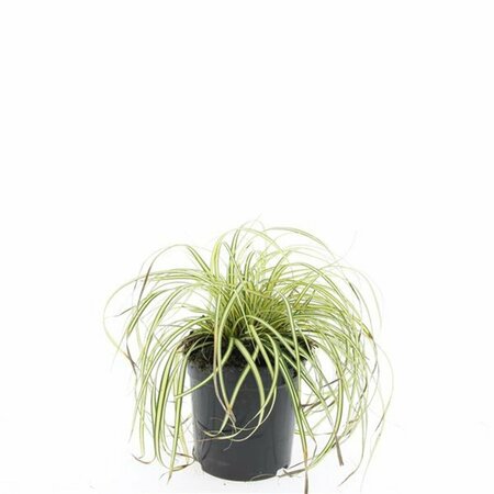 Carex oshimensis 'Evergold' P9 - afbeelding 2