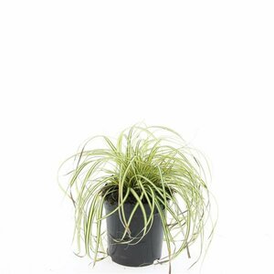 Carex oshimensis 'Evergold' P9 - afbeelding 2