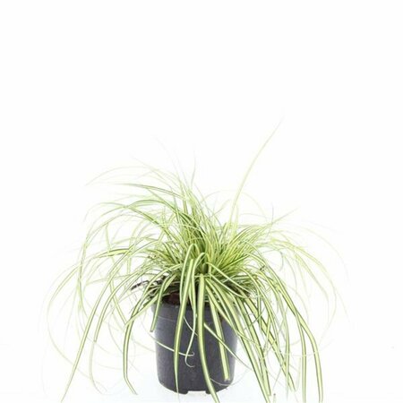 Carex oshimensis 'Evergold' P9 - afbeelding 13