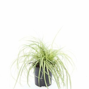 Carex oshimensis 'Evergold' P9 - afbeelding 13