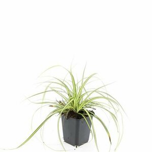 Carex oshimensis 'Evergold' P9 - afbeelding 9