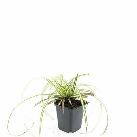 Carex oshimensis 'Evergold' P9 - afbeelding 8