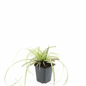 Carex oshimensis 'Evergold' P9 - afbeelding 8