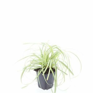 Carex oshimensis 'Evergold' P9 - afbeelding 7