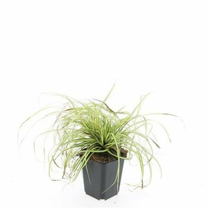 Carex oshimensis 'Evergold' P9 - afbeelding 6