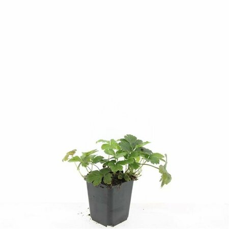 Waldsteinia ternata P9 - afbeelding 6