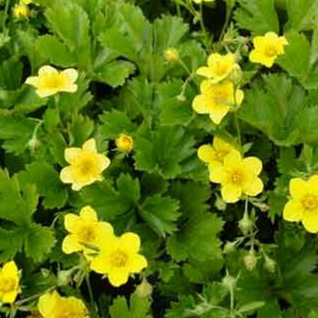 Waldsteinia ternata P9 - afbeelding 11
