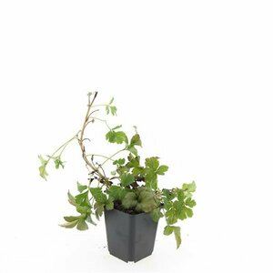 Waldsteinia ternata P9 - afbeelding 5