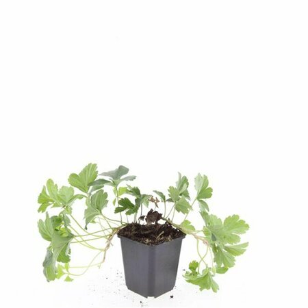 Waldsteinia ternata P9 - afbeelding 4