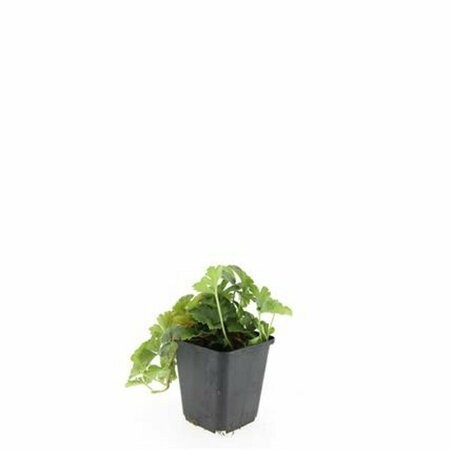 Waldsteinia ternata P9 - afbeelding 3